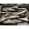 frozen fresh sardines on sale